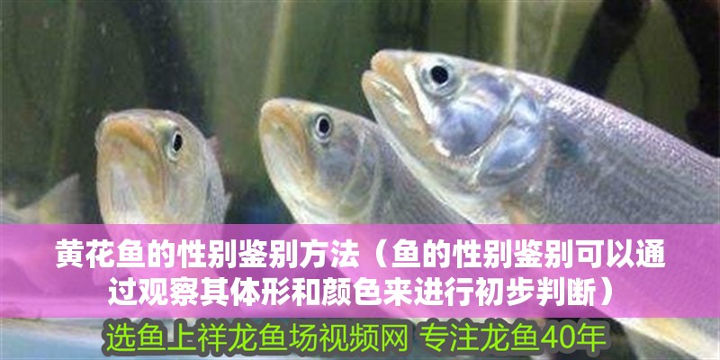 黃花魚的性別鑒別方法（魚的性別鑒別可以通過觀察其體形和顏色來進行初步判斷）