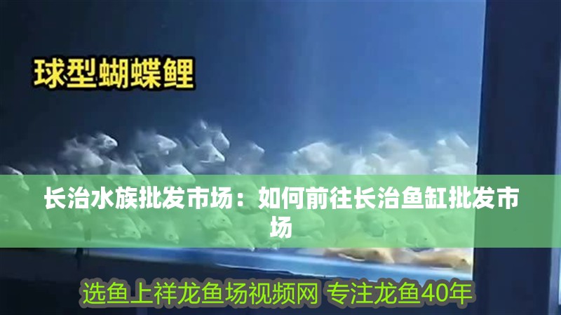 長治水族批發市場：如何前往長治魚缸批發市場