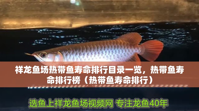 祥龍魚場熱帶魚壽命排行目錄一覽，熱帶魚壽命排行榜（熱帶魚壽命排行）