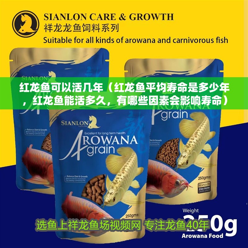 紅龍魚可以活幾年（紅龍魚平均壽命是多少年，紅龍魚能活多久，有哪些因素會影響壽命）