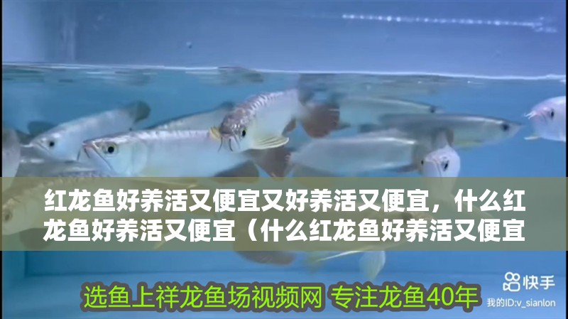 紅龍魚好養活又便宜又好養活又便宜,什么紅龍魚好養活又便宜(什么紅龍魚好養活又便宜) 觀賞魚百科 第2張 紅龍魚好養活又便宜又好養活又便宜,什么紅龍魚好養活又便宜(什么紅龍魚好養活又便宜) 紅龍魚好養活又便宜又好養活又便宜,什么紅龍魚好養活又便宜(什么紅龍魚好養活又便宜) 觀賞魚百科 第2張