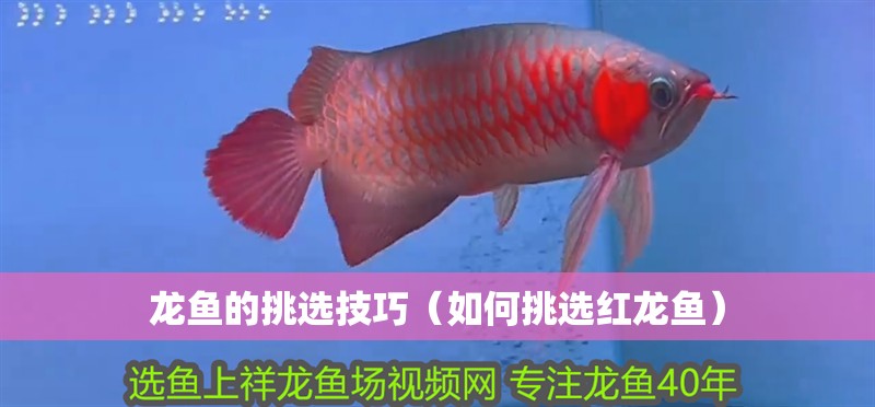 龍魚的挑選技巧（如何挑選紅龍魚）
