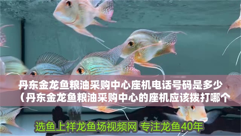 丹東金龍魚糧油采購中心座機電話號碼是多少（丹東金龍魚糧油采購中心的座機應該撥打哪個號碼？）