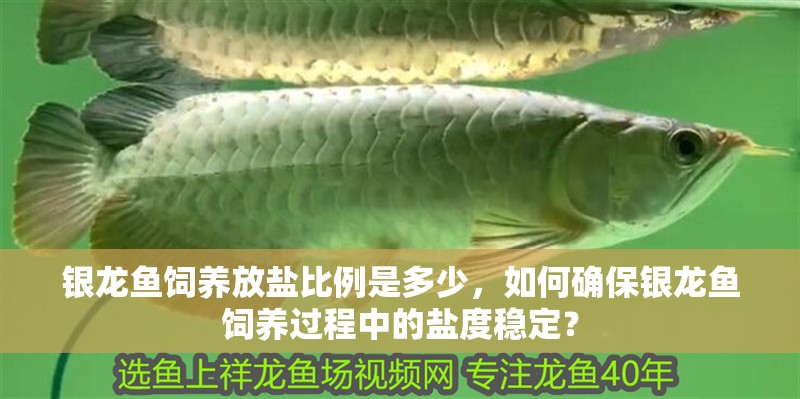 銀龍魚飼養(yǎng)放鹽比例是多少，如何確保銀龍魚飼養(yǎng)過程中的鹽度穩(wěn)定？