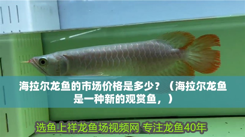 海拉爾龍魚的市場價格是多少？（海拉爾龍魚是一種新的觀賞魚，）