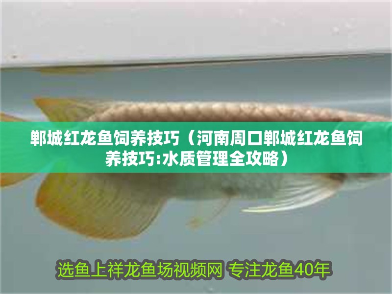 鄲城紅龍魚飼養(yǎng)技巧（河南周口鄲城紅龍魚飼養(yǎng)技巧:水質(zhì)管理全攻略） 鄲城紅龍魚飼養(yǎng)技巧（河南周口鄲城紅龍魚飼養(yǎng)技巧:水質(zhì)管理全攻略） 觀賞魚百科 第11張