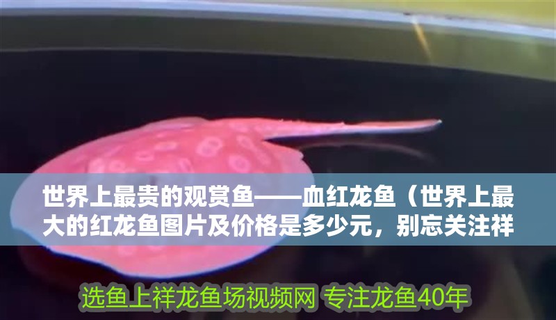 世界上最貴的觀賞魚——血紅龍魚（世界上最大的紅龍魚圖片及價格是多少元，別忘關注祥龍魚場） 世界上最貴的觀賞魚——血紅龍魚（世界上最大的紅龍魚圖片及價格是多少元，別忘關注祥龍魚場） 觀賞魚百科