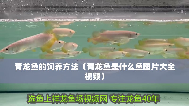 青龍魚的飼養方法（青龍魚是什么魚圖片大全視頻） 青龍魚的飼養方法（青龍魚是什么魚圖片大全視頻） 觀賞魚百科