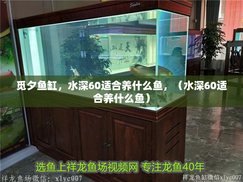 覓夕魚缸，水深60適合養(yǎng)什么魚，（水深60適合養(yǎng)什么魚）