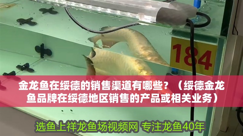 金龍魚在綏德的銷售渠道有哪些？（綏德金龍魚品牌在綏德地區銷售的產品或相關業務）