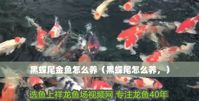 黑蝶尾金魚怎么養(yǎng)（黑蝶尾怎么養(yǎng)，）
