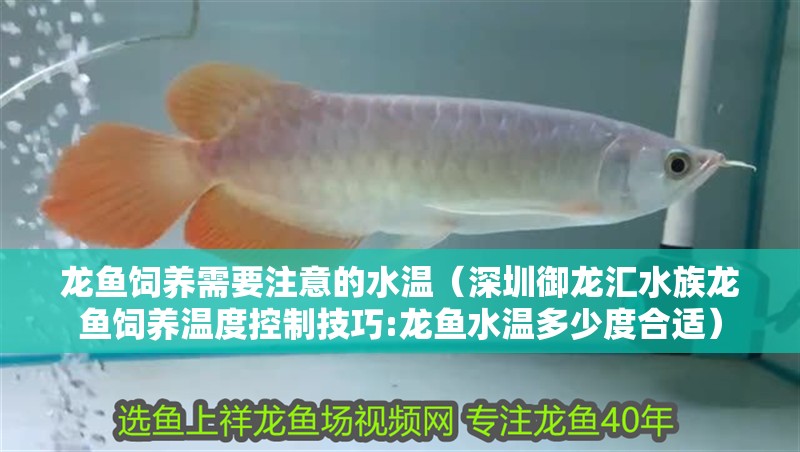 龍魚飼養需要注意的水溫（深圳御龍匯水族龍魚飼養溫度控制技巧:龍魚水溫多少度合適）