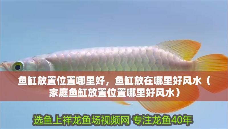 魚缸放置位置哪里好，魚缸放在哪里好風水（家庭魚缸放置位置哪里好風水）