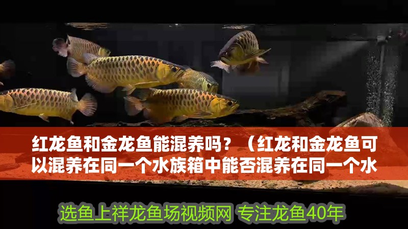 紅龍魚和金龍魚能混養嗎？（紅龍和金龍魚可以混養在同一個水族箱中能否混養在同一個水族箱中）