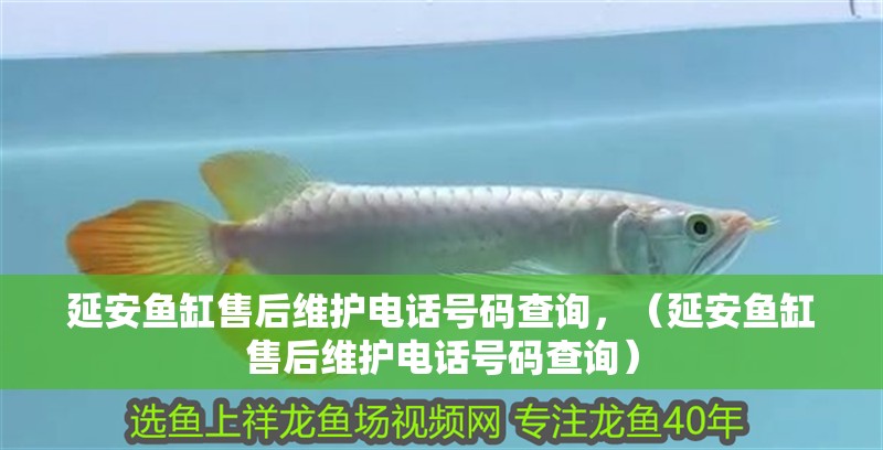 延安魚缸售后維護電話號碼查詢，（延安魚缸售后維護電話號碼查詢） 延安魚缸售后維護電話號碼查詢，（延安魚缸售后維護電話號碼查詢） 觀賞魚百科 第2張