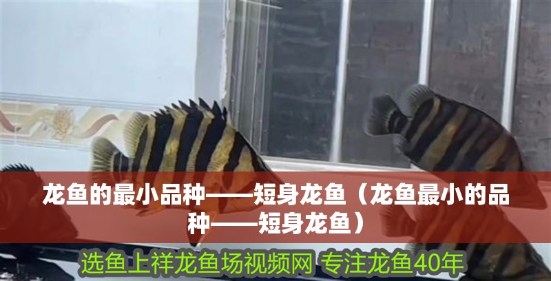 龍魚的最小品種——短身龍魚（龍魚最小的品種——短身龍魚）