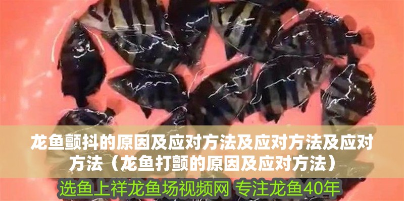 龍魚顫抖的原因及應(yīng)對(duì)方法及應(yīng)對(duì)方法及應(yīng)對(duì)方法（龍魚打顫的原因及應(yīng)對(duì)方法）