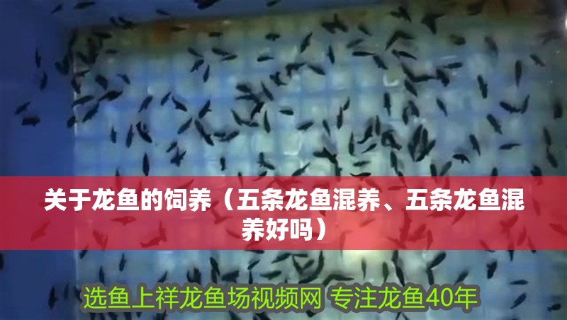 關(guān)于龍魚的飼養(yǎng)（五條龍魚混養(yǎng)、五條龍魚混養(yǎng)好嗎）