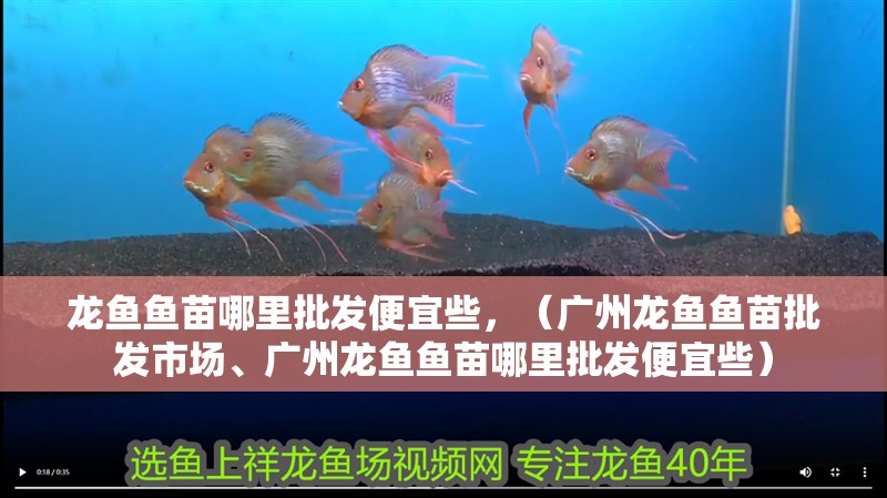 龍魚魚苗哪里批發便宜些，（廣州龍魚魚苗批發市場、廣州龍魚魚苗哪里批發便宜些）