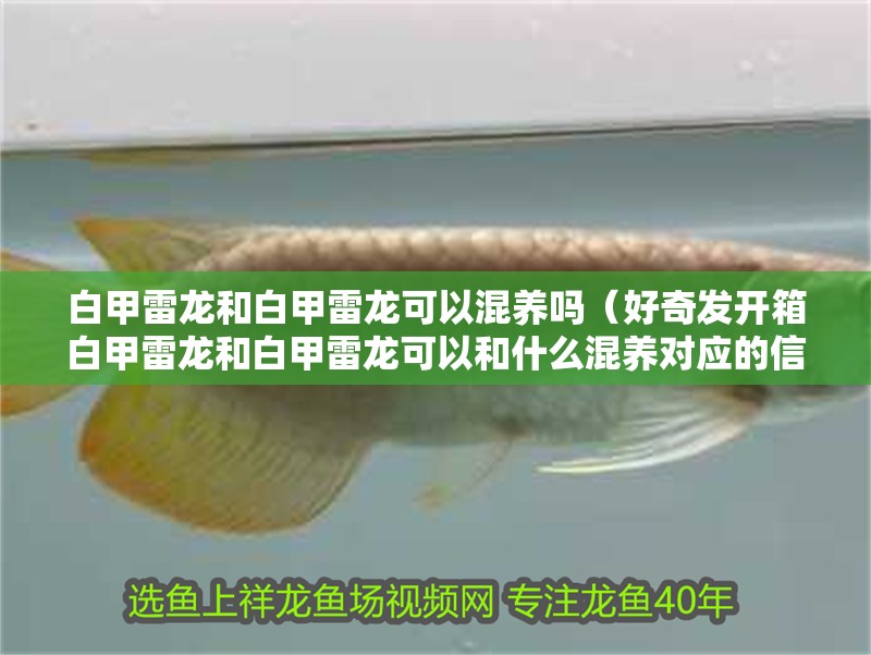 白甲雷龍和白甲雷龍可以混養(yǎng)嗎（好奇發(fā)開箱白甲雷龍和白甲雷龍可以和什么混養(yǎng)對(duì)應(yīng)的信息）
