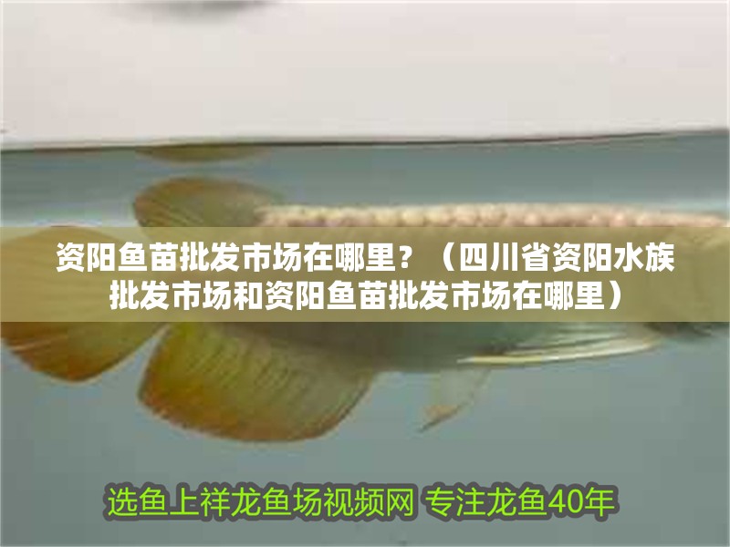 資陽魚苗批發市場在哪里？（<strong><mark>四川</mark></strong>省資陽水族批發市場和資陽魚苗批發市場在哪里）