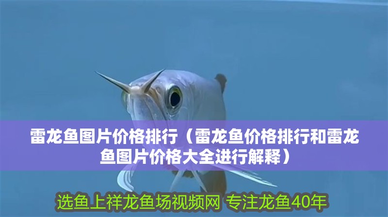 雷龍魚圖片價格排行（雷龍魚價格排行和雷龍魚圖片價格大全進行解釋）