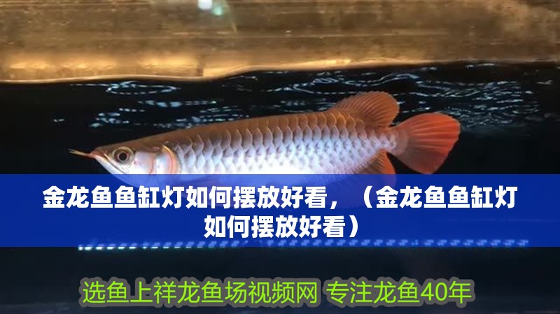 金龍魚魚缸燈如何擺放好看，（金龍魚魚缸燈如何擺放好看）