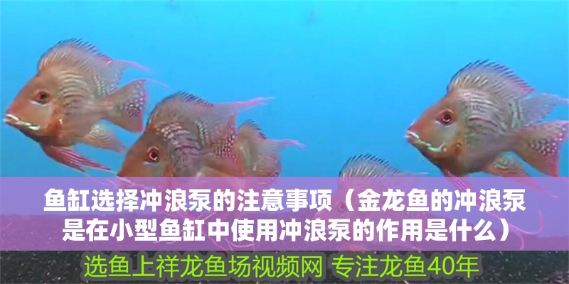 魚缸選擇沖浪泵的注意事項(xiàng)（金龍魚的沖浪泵是在小型魚缸中使用沖浪泵的作用是什么）