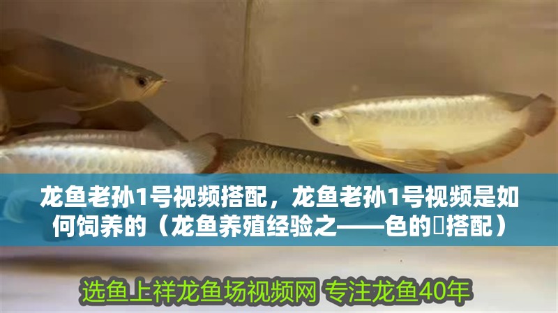 龍魚老孫1號視頻搭配，龍魚老孫1號視頻是如何飼養的（龍魚養殖經驗之——色的魟搭配）