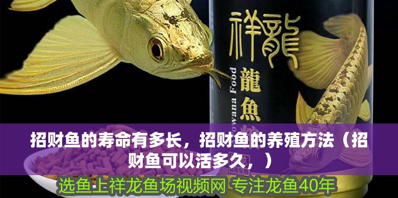 招財(cái)魚的壽命有多長，招財(cái)魚的養(yǎng)殖方法（招財(cái)魚可以活多久，）