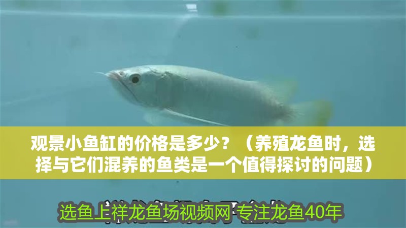 觀景小魚缸的價格是多少？（養(yǎng)殖龍魚時，選擇與它們混養(yǎng)的魚類是一個值得探討的問題）