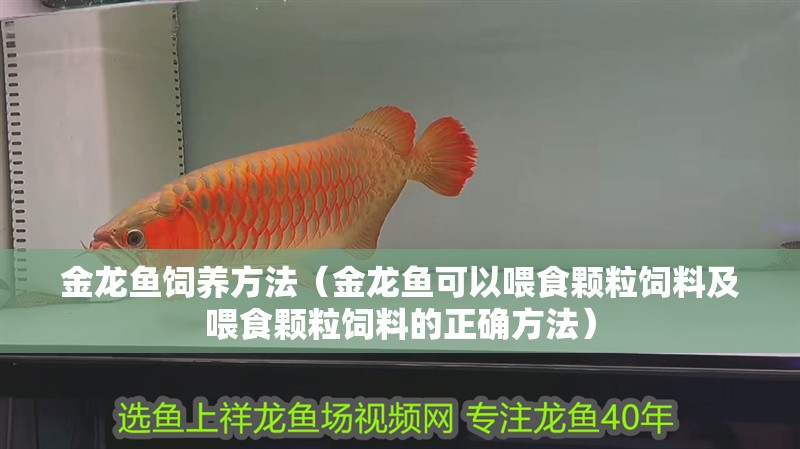 金龍魚飼養方法（金龍魚可以喂食顆粒飼料及喂食顆粒飼料的正確方法） 金龍魚飼養方法（金龍魚可以喂食顆粒飼料及喂食顆粒飼料的正確方法） 觀賞魚百科