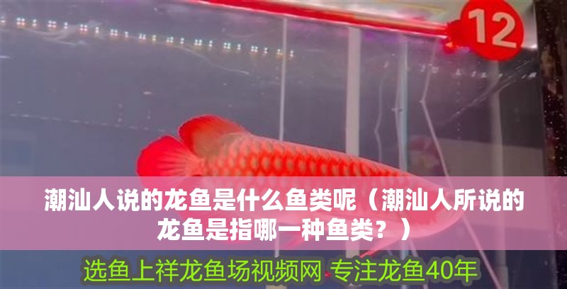 潮汕人說的龍魚是什么魚類呢（潮汕人所說的龍魚是指哪一種魚類？）