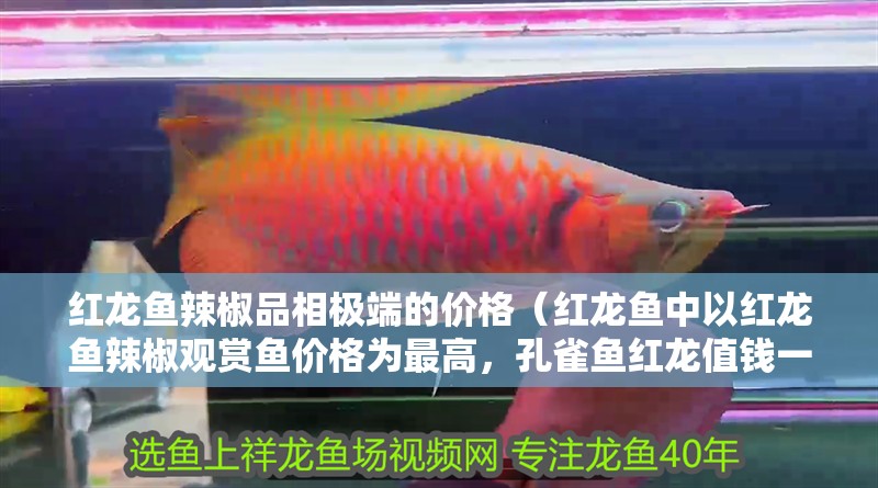 紅龍魚辣椒品相極端的價格（紅龍魚中以紅龍魚辣椒觀賞魚價格為最高，孔雀魚紅龍值錢一點）