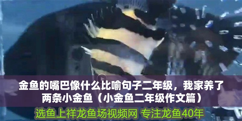 金魚的嘴巴像什么比喻句子二年級(jí)，我家養(yǎng)了兩條小金魚（小金魚二年級(jí)作文篇）