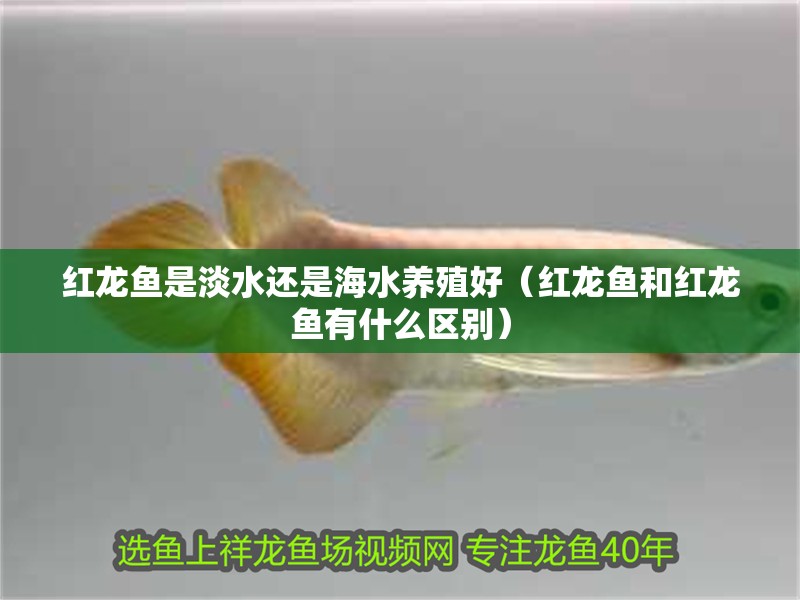 紅龍魚是淡水還是海水養殖好（紅龍魚和紅龍魚有什么區別）