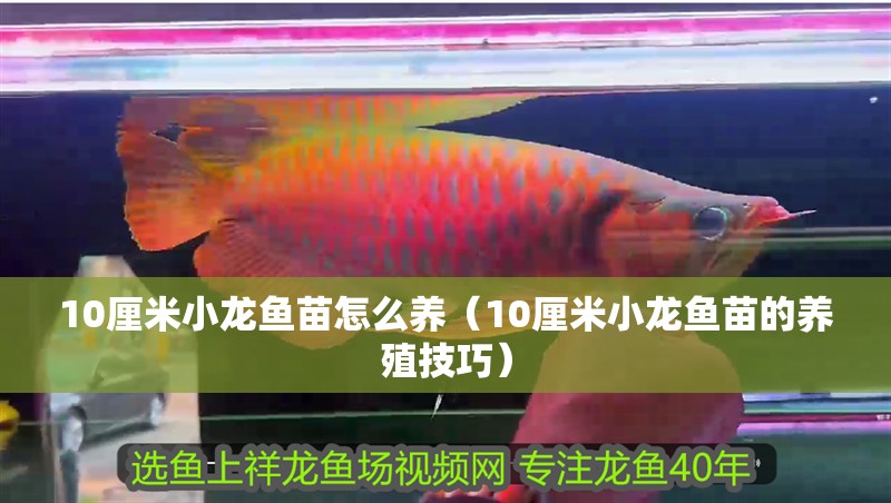 10厘米小龍魚(yú)苗怎么養(yǎng)（10厘米小龍魚(yú)苗的養(yǎng)殖技巧）