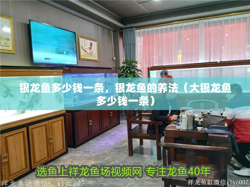 銀龍魚多少錢一條，銀龍魚的養法（大銀龍魚多少錢一條）