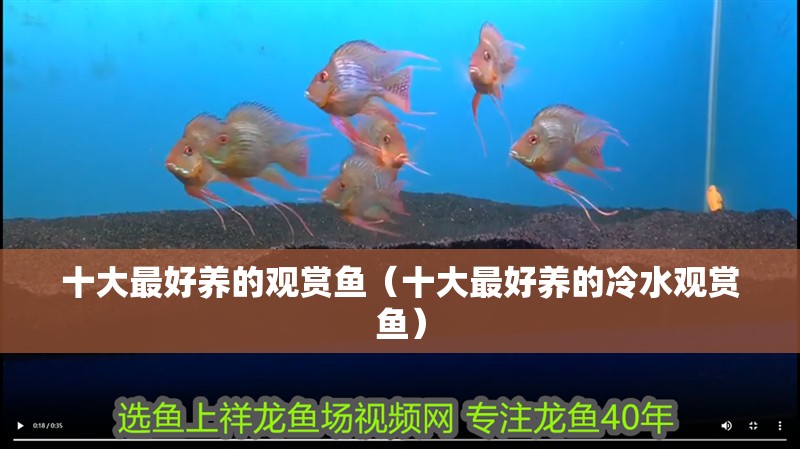 十大最好養的觀賞魚（十大最好養的冷水觀賞魚）