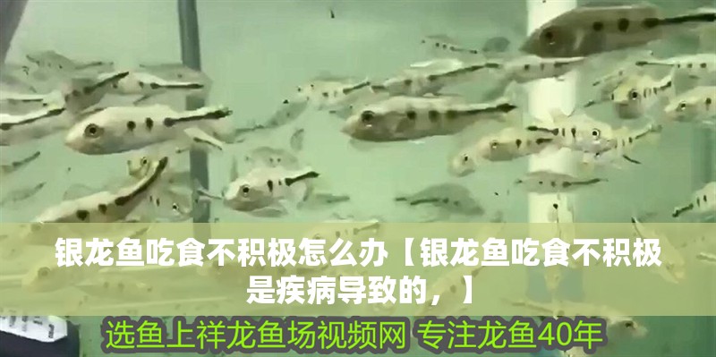銀龍魚吃食不積極怎么辦【銀龍魚吃食不積極是疾病導致的，】