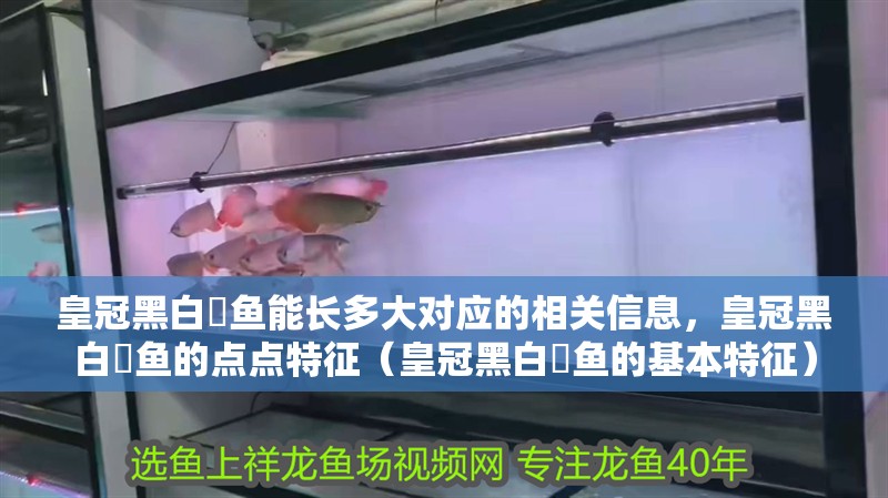 皇冠黑白魟魚能長多大對應的相關信息，皇冠黑白魟魚的點點特征（皇冠黑白魟魚的基本特征）