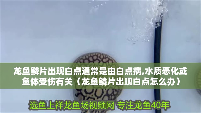 龍魚鱗片出現白點通常是由白點病,水質惡化或魚體受傷有關（龍魚鱗片出現白點怎么辦） 龍魚鱗片出現白點通常是由白點病,水質惡化或魚體受傷有關（龍魚鱗片出現白點怎么辦） 觀賞魚百科 第5張