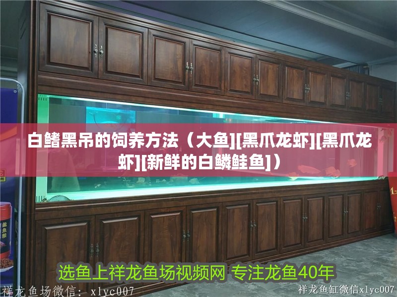 白鰭黑吊的飼養方法（大魚][黑爪龍蝦][黑爪龍蝦][新鮮的白鱗鮭魚]） 白鰭黑吊的飼養方法（大魚][黑爪龍蝦][黑爪龍蝦][新鮮的白鱗鮭魚]） 觀賞魚百科