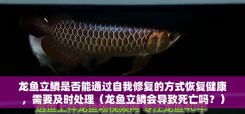 龍魚(yú)立鱗是否能通過(guò)自我修復(fù)的方式恢復(fù)健康，需要及時(shí)處理（龍魚(yú)立鱗會(huì)導(dǎo)致死亡嗎？） 龍魚(yú)立鱗是否能通過(guò)自我修復(fù)的方式恢復(fù)健康，需要及時(shí)處理（龍魚(yú)立鱗會(huì)導(dǎo)致死亡嗎？） 觀賞魚(yú)百科 第4張