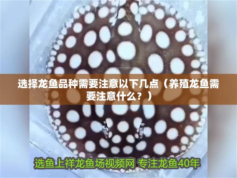 選擇龍魚品種需要注意以下幾點（養殖龍魚需要注意什么？）