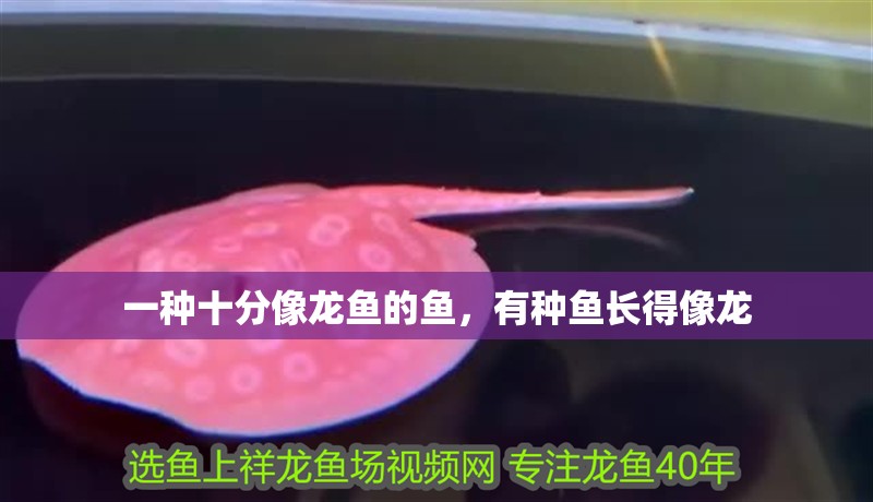 一種十分像龍魚的魚，有種魚長得像龍