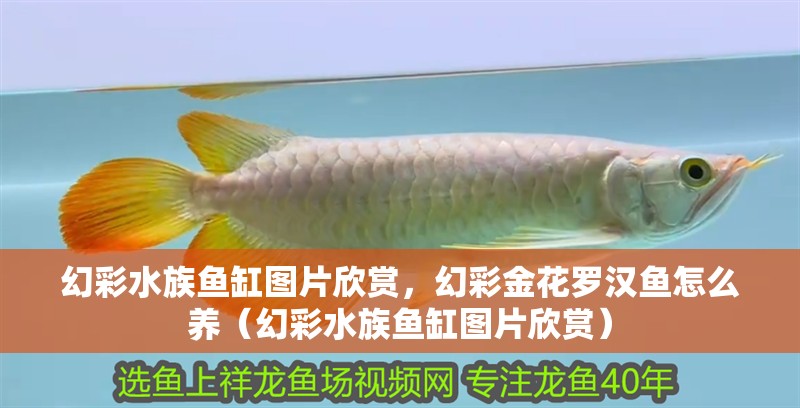 幻彩水族魚缸圖片欣賞，幻彩金花羅漢魚怎么養（幻彩水族魚缸圖片欣賞）