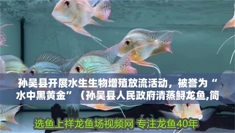孫吳縣開展水生生物增殖放流活動，被譽為“水中黑黃金”（孫吳縣人民政府清蒸鱘龍魚,簡單又美味!）
