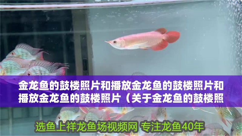 金龍魚的鼓樓照片和播放金龍魚的鼓樓照片和播放金龍魚的鼓樓照片（關于金龍魚的鼓樓照片）