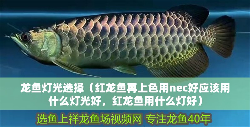龍魚燈光選擇（紅龍魚再上色用nec好應該用什么燈光好，紅龍魚用什么燈好）